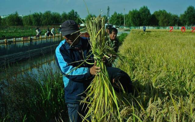 不少上了岁数的村民到田间地头收割水稻。新京报记者王巍摄