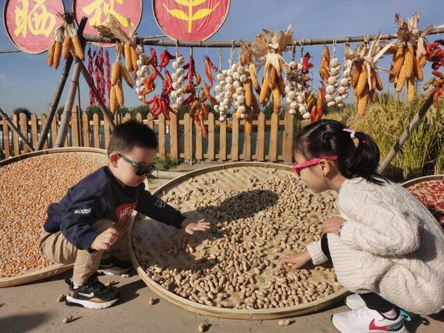 开镰节上，小朋友感受了一把丰收的喜悦。新京报记者王颖摄