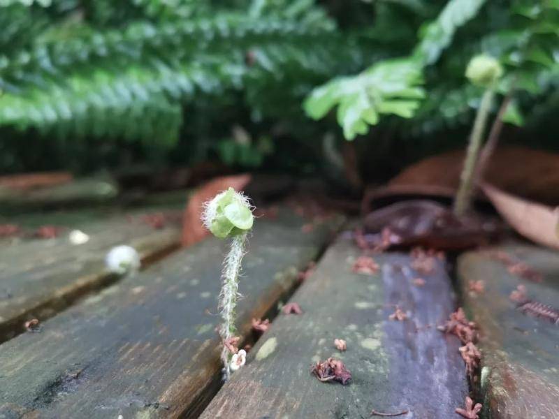 西柚版《隐秘的角落》，强势来袭！