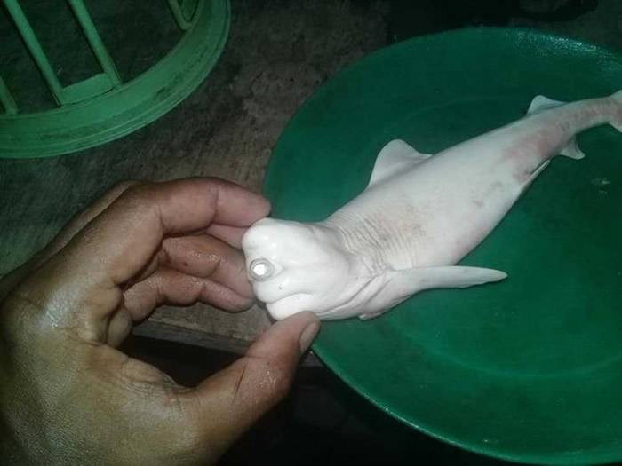 印尼渔民在马鲁古省沿海捕获一条母鲨鱼剖腹后发现“独眼白鲨鱼”