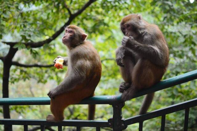 猕猴在吃苹果。受访者供图