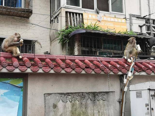 猕猴闯入居民楼。受访者供图
