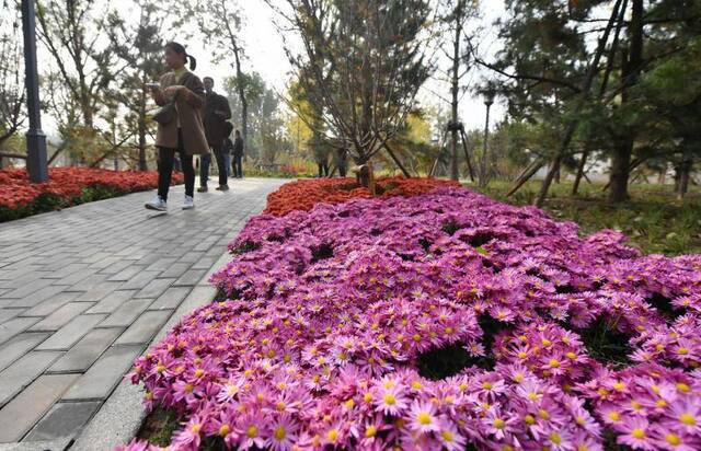 全园保留场地内长势良好的高大乔木32株，累计种植国槐、油松、银杏等乔木215株，同时栽植丁香、海棠等灌木319株，松果菊等宿根花卉4.5万株。新京报记者李木易摄