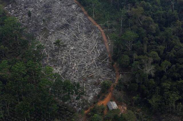 △遭到砍伐、焚毁的亚马孙雨林（图片来源：路透社）