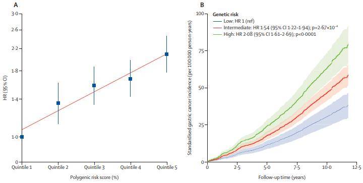A：5组多基因风险评分和胃癌风险的关系；B：在随访中，低（蓝）、中（红）、高（绿）风险参与者胃癌发生率对比