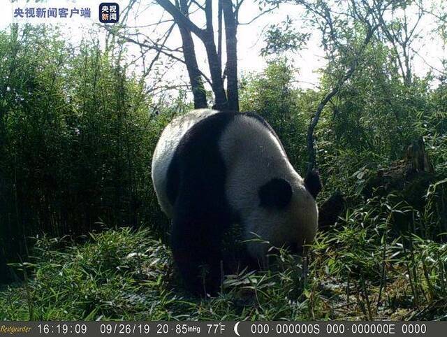 四川美姑大风顶保护区拍到大熊猫母子同框珍贵瞬间