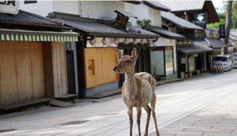 拯救小鹿！日本奈良鹿误食塑料袋死亡事故频发 日企推出可食用纸袋