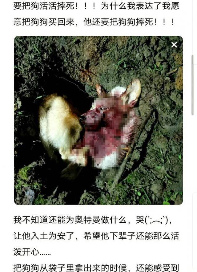 爱犬被偷后遭甩卖：女子称找到买狗人 买家却将狗当场摔死