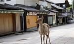 拯救小鹿！日本奈良鹿误食塑料袋死亡事故频发 日企推出可食用纸袋