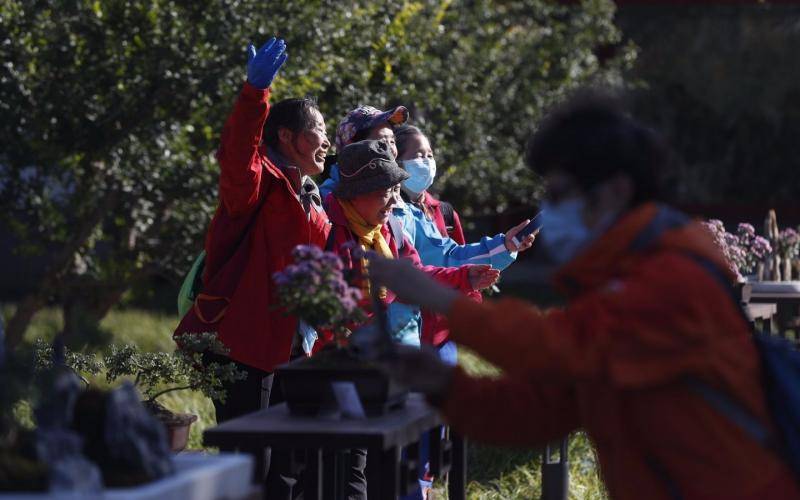 10月22日，北海公园阐福寺，市民在室外展区观赏拍摄菊花盆景。摄影/新京报记者侯少卿