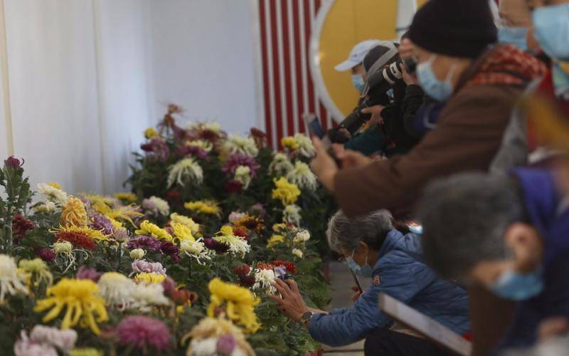 10月22日，“北京市第四十一届菊花（市花）展”在北海公园阐福寺开幕，市民在室内展区拍摄盛开的菊花。摄影/新京报记者侯少卿