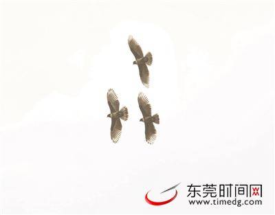 ▲黑冠鹃隼猛禽图片均由受访者阮先生供图