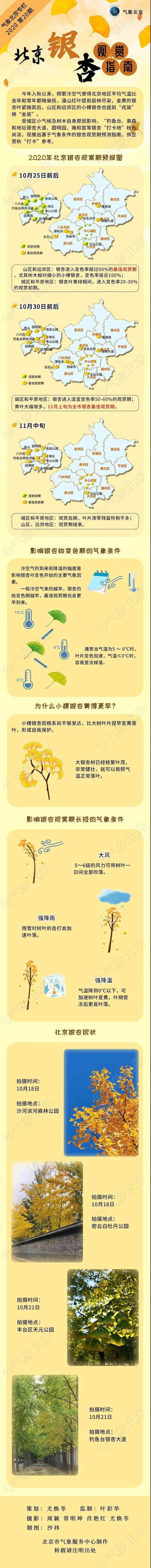 赏秋“打卡”！北京银杏观赏指南发布