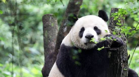 成都大熊猫繁育研究基地声明：谨防志愿者、义工虚假招募信息