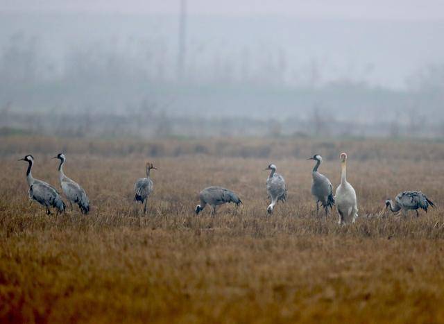 千里之外湿地白鹤来信儿：候鸟大部队抵京日期定了