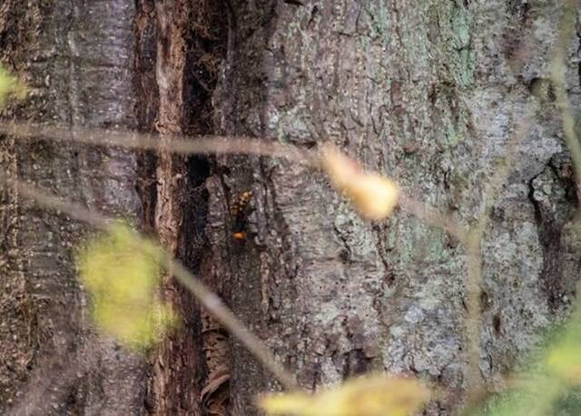俗称“杀人蜂”的大虎头蜂入侵美国首个巢穴曝光