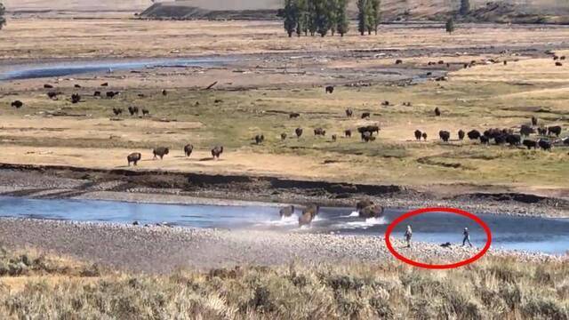 美国黄石公园鲁莽游客无视警告接近野牛群