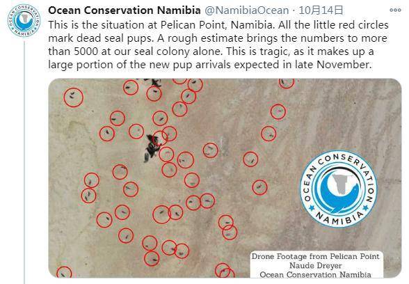 纳米比亚海岸现7000余头海豹尸体 死因未知(图)