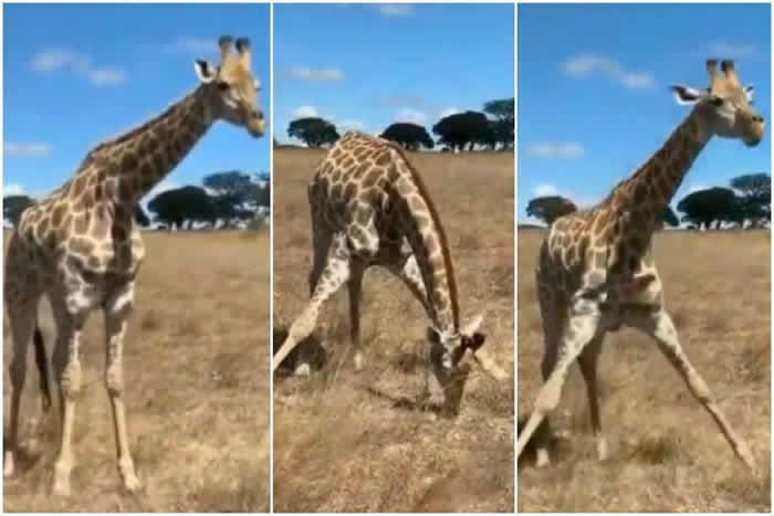 长颈鹿是世界上最高的哺乳类动物它如何吃地面上的草？