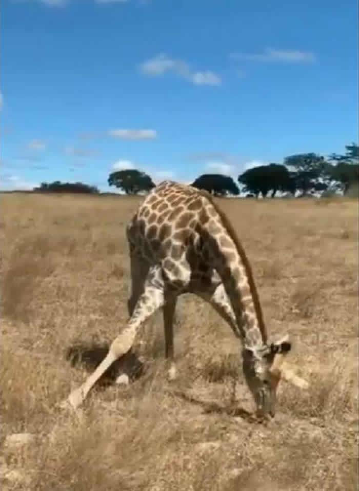 长颈鹿是世界上最高的哺乳类动物它如何吃地面上的草？