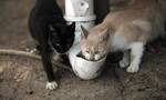 巴西的富塔达岛因疫情影响没有游客 导至猫咪闹饥荒传出“猫吃猫”惊悚景象