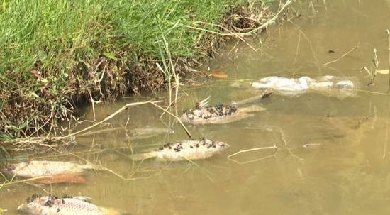 广州公园湖内惊现巨型“食肉水怪”？缉拿归“岸”！