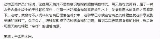 养肥了再下手？宁波一公园黑天鹅居然给锦鲤喂食