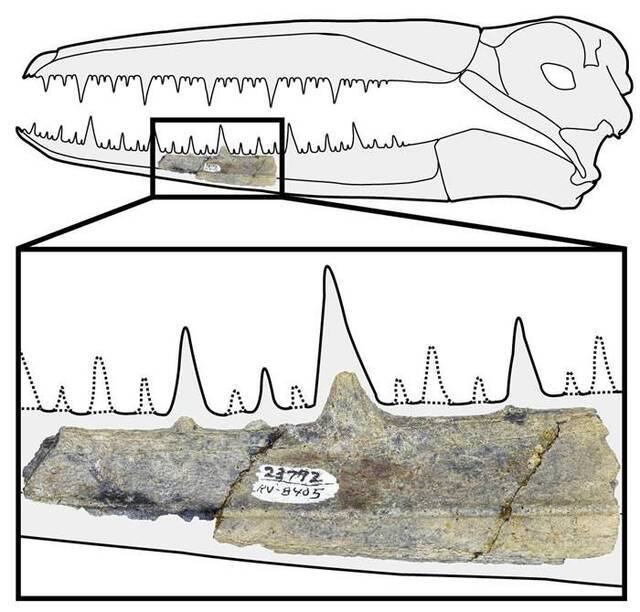 5000万年前生活于南极的巨型远洋鸟类伪齿鸟或为有史以来最大飞行鸟类