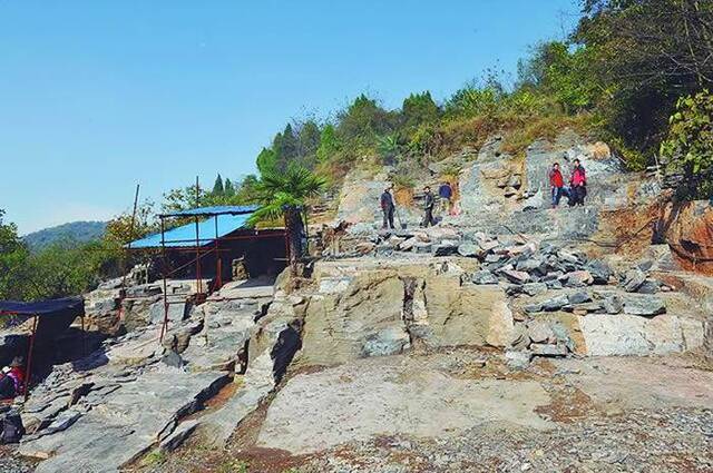 三峡埃迪卡拉生物群挖掘现场袁训来供图