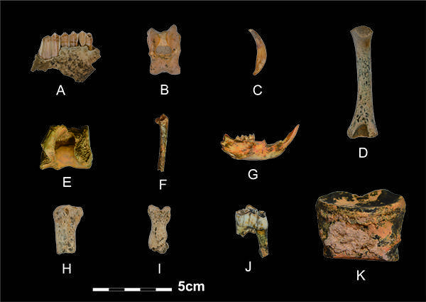 白石崖溶洞遗址发现的动物骨骼。摄影：韩源源；版权：张东菊，兰州大学