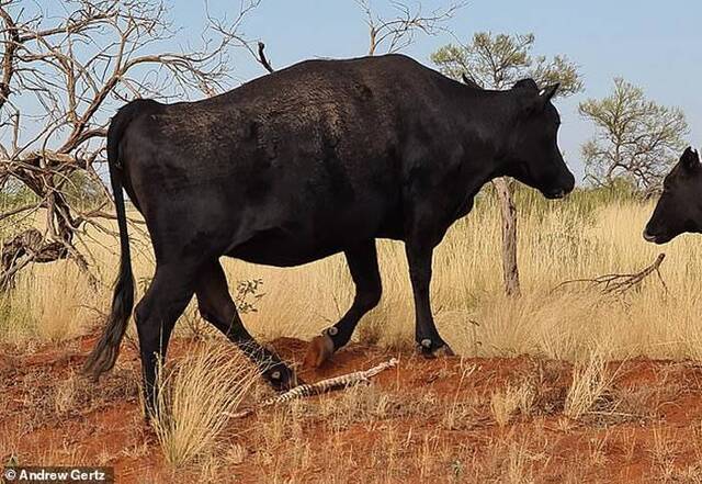 澳洲男子目睹黑牛嘴叼着一条沙蟒咬掉头部用吸吮的方式咀嚼