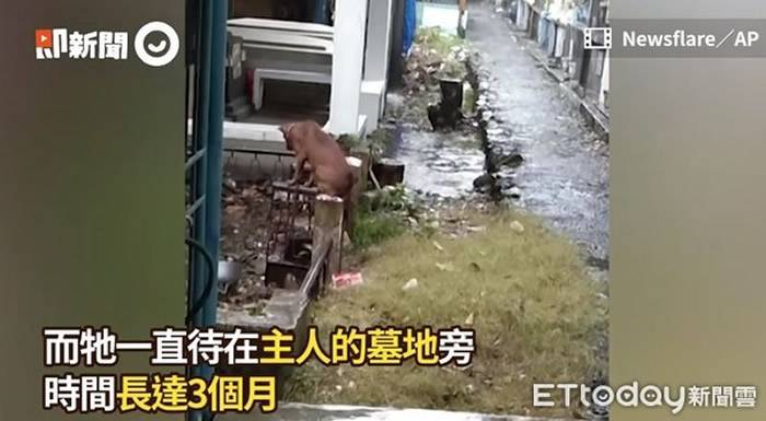 菲律宾忠犬待墓地3个月雨中守护已逝主人