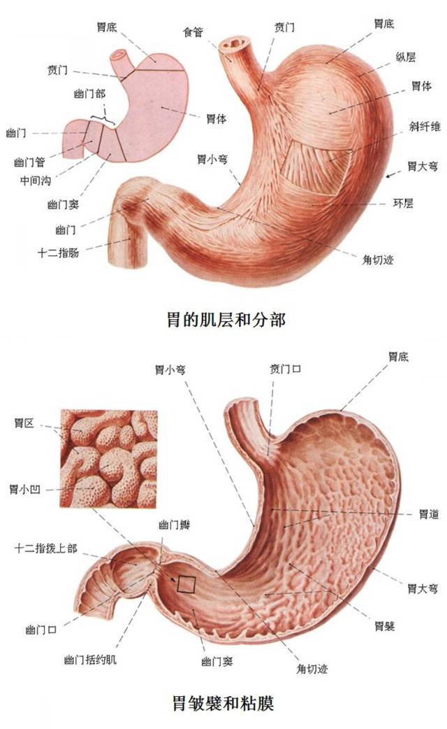 胃部结构示意图。中国科学院大学重庆医院（重庆市人民医院）供图