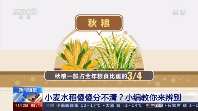 看这里！教你如何区分小麦、水稻、夏粮、秋粮、早中晚稻