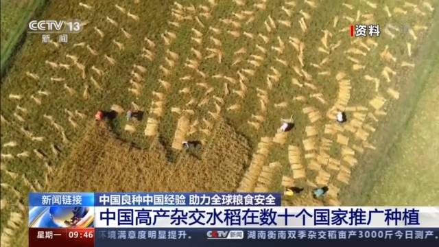 高于国际公认！中国高产杂交水稻在数十个国家推广种植