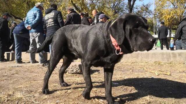 哈尔滨主城区狂犬疫苗告罄 今年已有六万人被咬伤