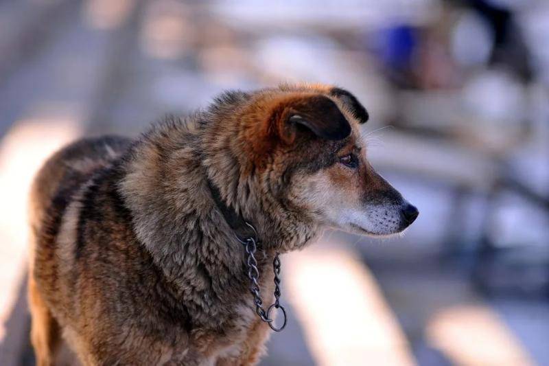 哈尔滨主城区狂犬疫苗告罄 今年已有六万人被咬伤