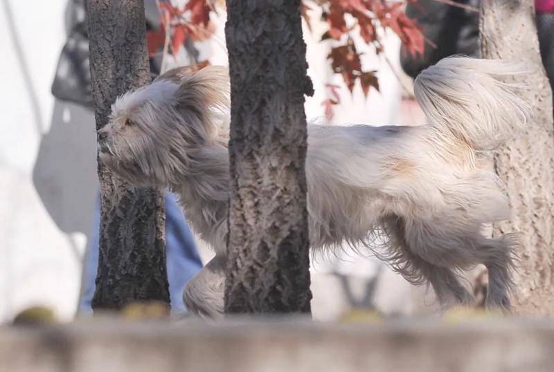 哈尔滨主城区狂犬疫苗告罄 今年已有六万人被咬伤