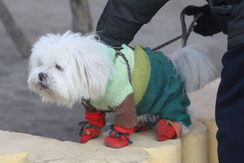 哈尔滨主城区狂犬疫苗告罄 今年已有六万人被咬伤