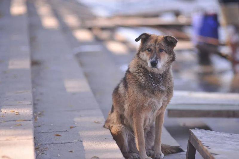 哈尔滨主城区狂犬疫苗告罄 今年已有六万人被咬伤