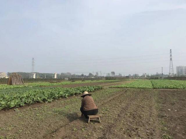 ▲10月19日，双柳街道的居民在地里劳作，不远处施工车辆往来喧嚣。新京报记者张惠兰摄