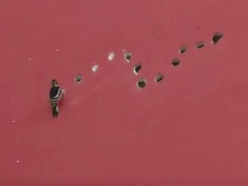 啄木鸟将墙体啄出十几个洞。视频截图