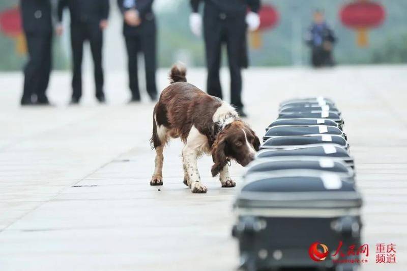 警犬进行箱包搜爆比拼重庆市公安刑侦总队供图