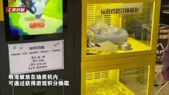 上海一商场内现活猫活犬抽奖机被指虐待动物涉事企业最新回应