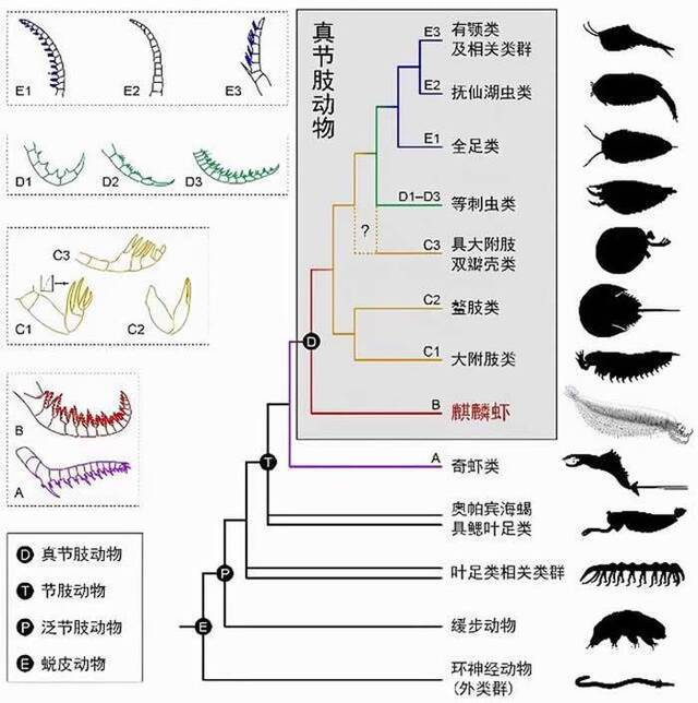麒麟虾揭示的节肢动物起源和早期演化新模式。曾晗制图