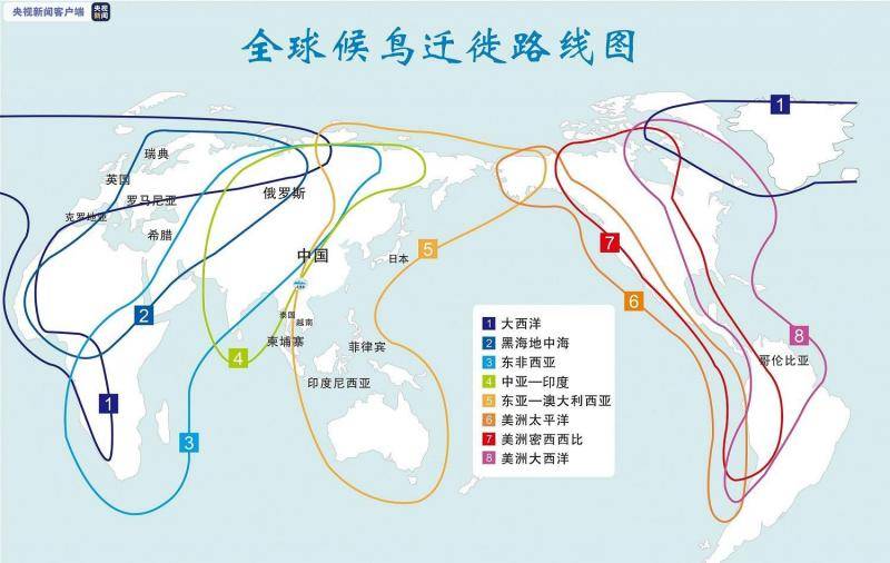 罕见！200多只灰鹤排“人”字白日现身青华海湿地上空