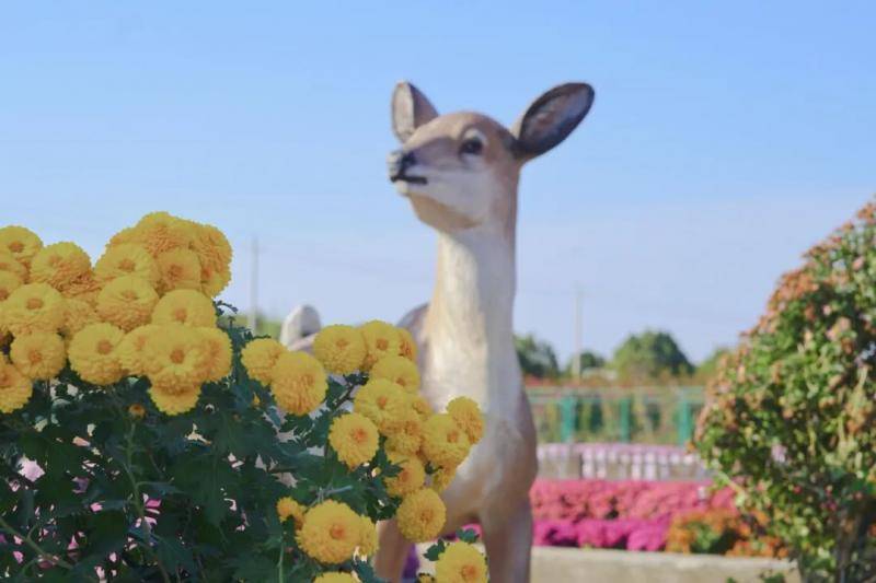 美美美！当“菊”者迷 “菊”世无双