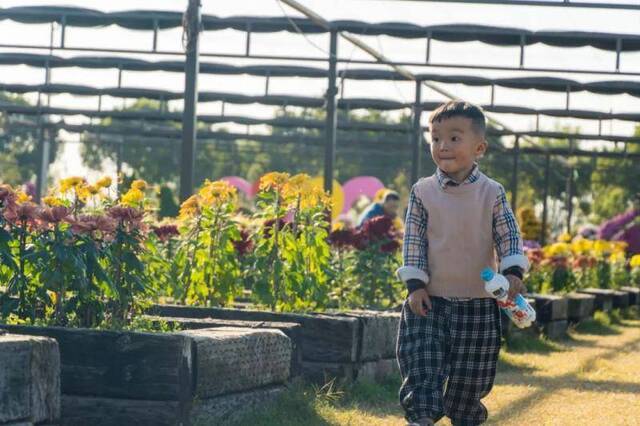 美美美！当“菊”者迷 “菊”世无双