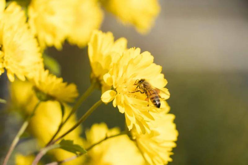 美美美！当“菊”者迷 “菊”世无双