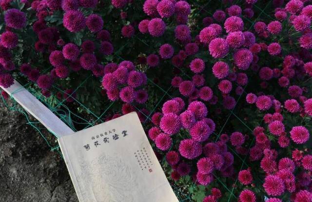 美美美！当“菊”者迷 “菊”世无双